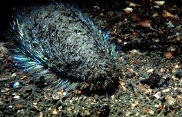 Sea-Mouse - Aphrodite aculeata - полихета колючая, морская мышь