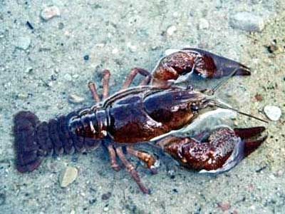 Astacus astacus - рак речной европейский