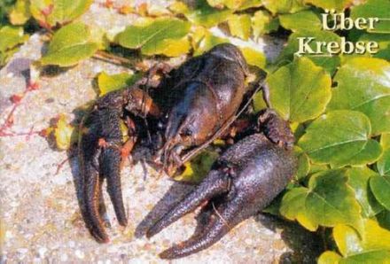Craw-fish - Astacus fluviatilis - рак речной европейский