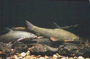 Barbel - Barbus vulgaris - барбус обыкновенный, усач