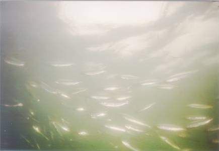 Herring - Clupea harengus, сельдь атлантическая