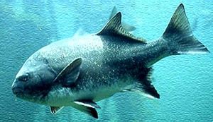 Coracinus capensis - корацин капский, гальюн