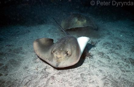 Dasyatis pastinaca - морской кот