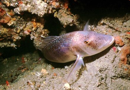 Dentex gibbosus - зубан лобастый