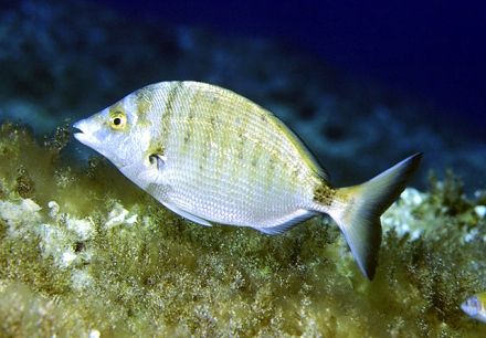 Boca, bogue - Diplodus puntazzo - морской карась