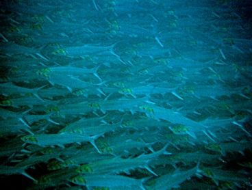 Elops affinis, сельдь большеглазая мексиканская - элопс