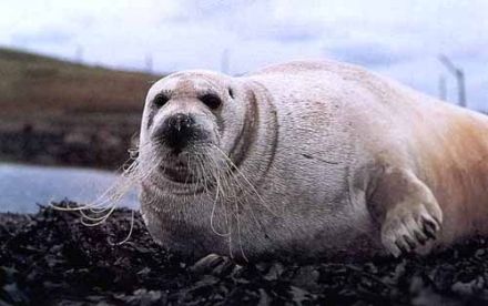 Sea-Bear - Erignathus barbatus - морской заяц, лахтак