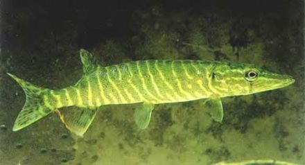 Esox lucius - щука обыкновенная