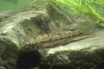 Gudgeon - Gobio gobio, пескарь обыкновенный