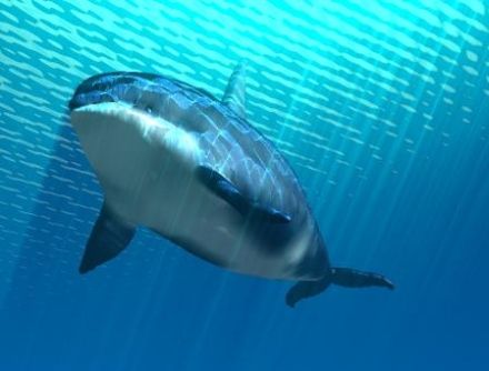 Grampus griseus - дельфин серый