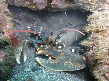Lobster - Homarus vulgaris - омар (морской рак)