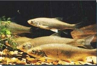 Dace - Leuciscus vulgaris - елец