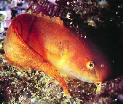 Liparis liparis - липарис европейский