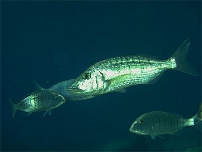 Lithognathus mormyrus - землерой атлантический