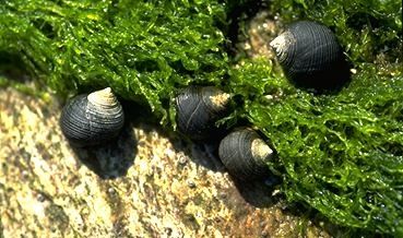 Winkle - Littorina littorea