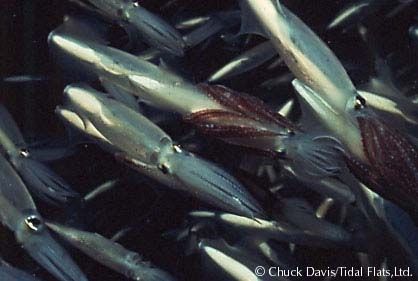 Sleeve-Fish - Loligo opalescens - кальмар калифорнийский