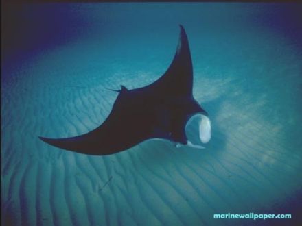 Sea-Devil - Manta birostris - манта