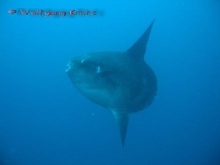 Moon Fish - Mola mola, луна-рыба