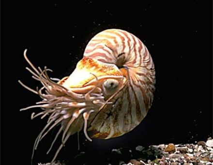 Nautilus pompilius - кораблик
