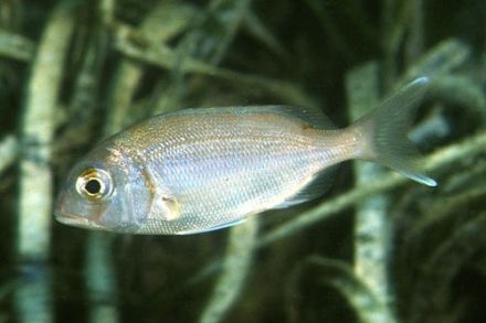 Pagellus acarne - пагель белый (длиннорылый)