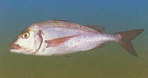 Pagellus erythrinus - пагель красный