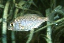 Pagrus pagrus (orphus) - пагр