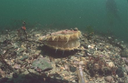 Pecten maximus - гребешок св. Иакова