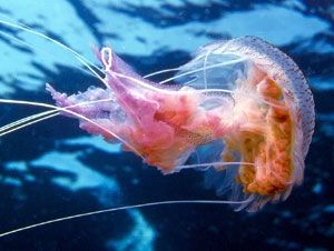 Pelagia noctiluca - пелагия-ночесветка