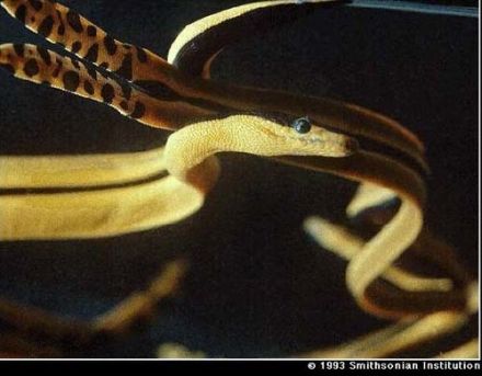 Pelamis platurus - пеламида двуцветная (желтобрюхая), поводок