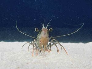 Shrimp - Penæus monodon - креветка тигровая
