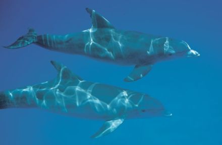 Porpus - Phocæna phocæna - морская свинья