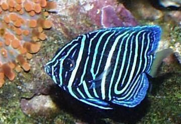 Angel-Fish - Pomacanthus asfur - рыба-ангел арабский