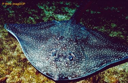 Maid - Raia clavata - скат европейский