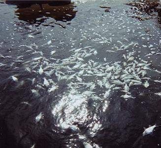 Rough - white perch - окунь