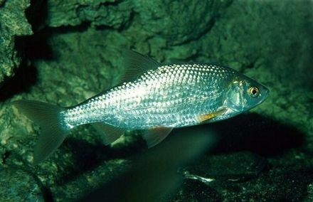 Keeling Fish - Rutilus rutilus caspicus - вобла