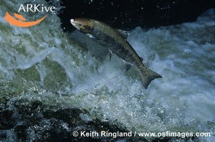 Salmon - Salmo salar - лосось атлантический