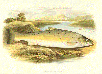 Crispus in a Salmon-Trout - Salmo trutta - форель