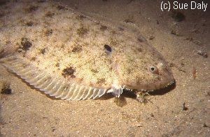 Soal - Solea solea - морской язык