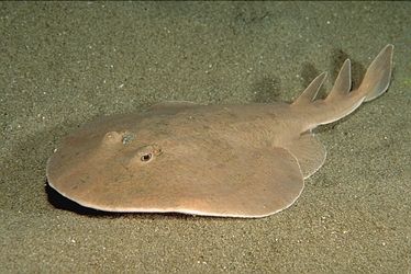 Torpedo nobiliana