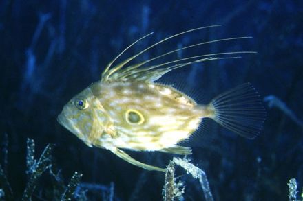 Zeus faber - солнечник обыкновенный