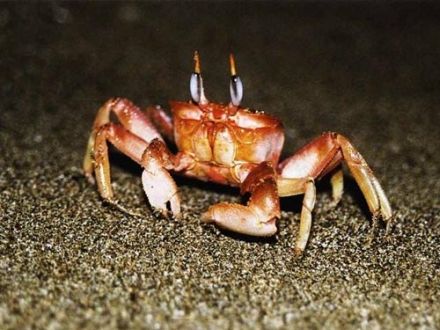 Crab