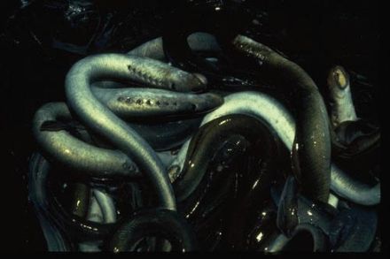 Lamprey - минога