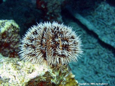 Sea-Egg - Evechinus chloroticus