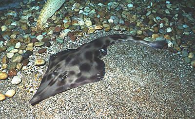 Fiddlefish - Rhinobatos schlegelii - гитарный (длинный) скат