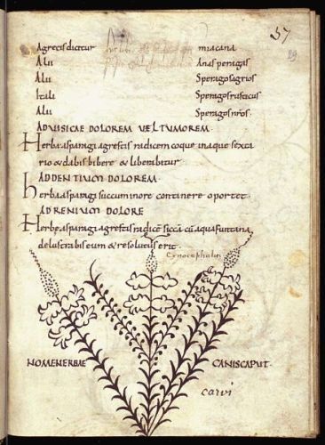 Osiritis Dogshead - Сynocephalus
